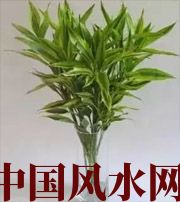 宿州十二生肖养什么植物最旺财运？你知道吗！