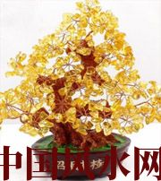 宿州买了招财植物却不能发财，是方位摆错了！